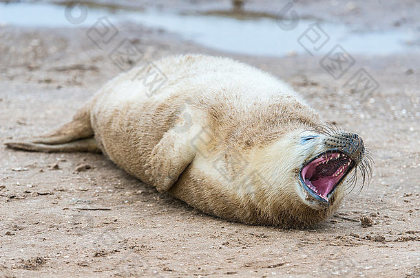 灰色海豹幼崽，在海滩上，张大嘴巴