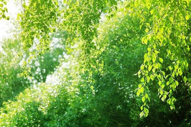 白桦树枝上的绿叶在模糊的阳光背景下特写，清新葱郁的树叶柔和聚焦背景，阳光明媚的夏日自然