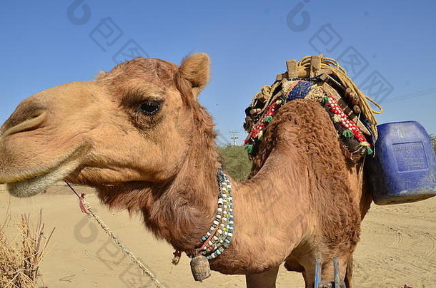 巴基斯坦信德省的骆驼