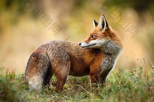 赤狐在秋天的大自然中，在草地上回头看。