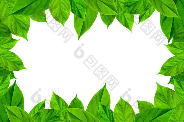 边框由白色背景上的绿叶分隔，边框由绿色叶子和蕨类叶子分隔，自由空间由白色背景上的绿叶分隔