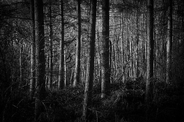 森林里的树。黑与白，喜怒无常，萦绕在英国的一片森林里。