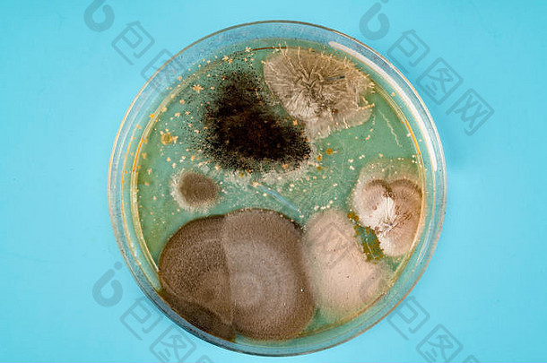 培养皿中<strong>微</strong>生物的生长，琼脂平板上细菌、酵母和霉菌的生长。