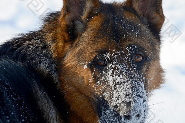 冬天公园里的德国牧羊犬。雪中的口吻