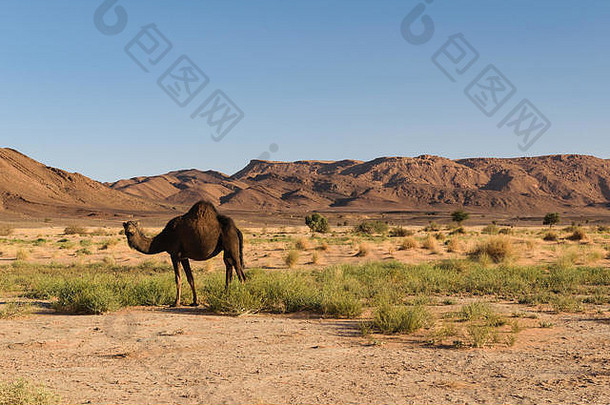 摩洛哥乌兹纳附近的阿拉伯<strong>骆驼</strong>