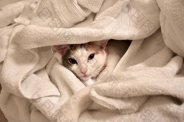 毛毯堆里可爱的白猫