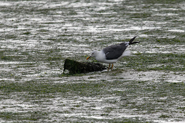 海鸥调查海藻藻类覆盖木帖子沉没河口泥