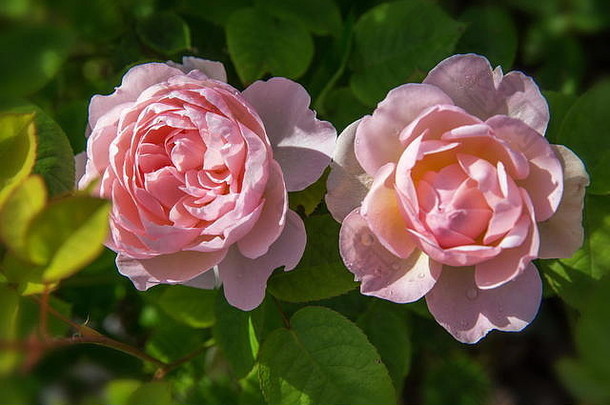 阳光明媚的日子花园里盛开的玫瑰。大卫·奥斯汀站了起来，温柔的赫敏。