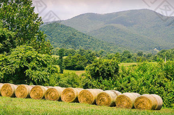 在弗吉尼亚州的阿米斯维尔，干草在田野里打捆，背景是蓝岭<strong>山</strong>脉。