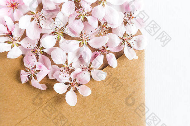 打开的工艺纸信封的特写，白色背景上满是春天盛开的sacura花。顶视图。爱的概念。