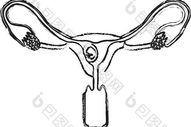 单色模糊轮廓女生殖系统卵巢胎儿人类增长周