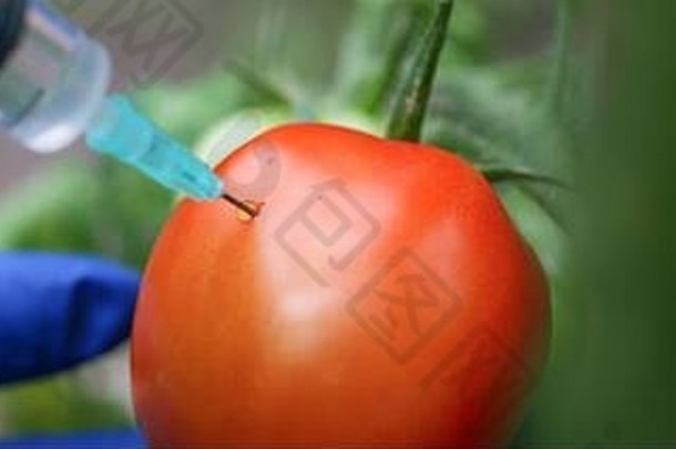 用于快速成熟番茄的注射蔬菜。