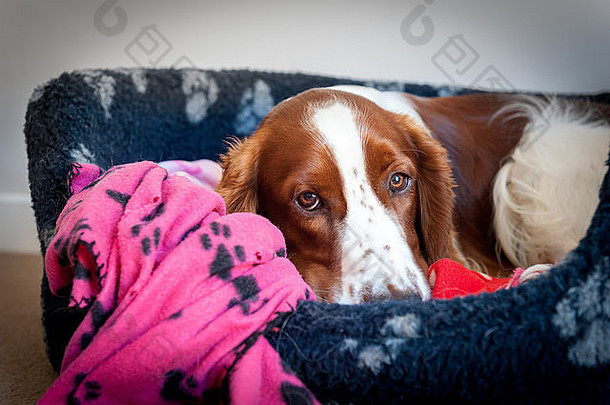 一只威尔士斯普林格猎犬小狗在床上休息。
