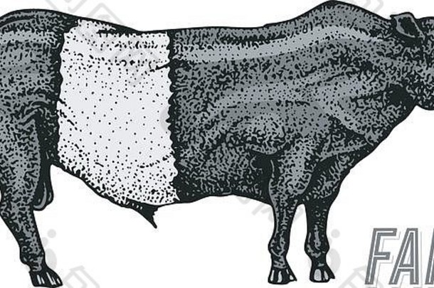 农场牛牛牛自然牛奶肉品种农场国内动物刻手画单色草图古董行艺术