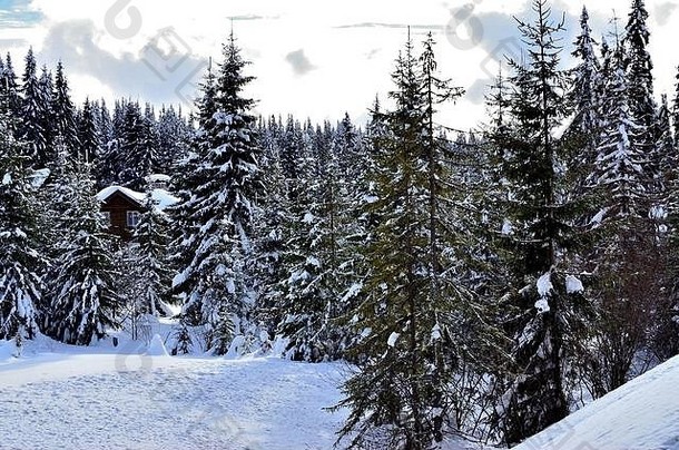 山坡上木小屋松森林覆盖雪