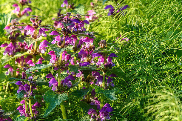 美丽的花背景紫色的野花horminium吡虫菊草草地特写镜头