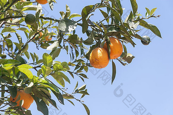 柑桔树-柑橘属