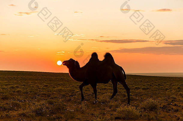 骆驼亲吻太阳