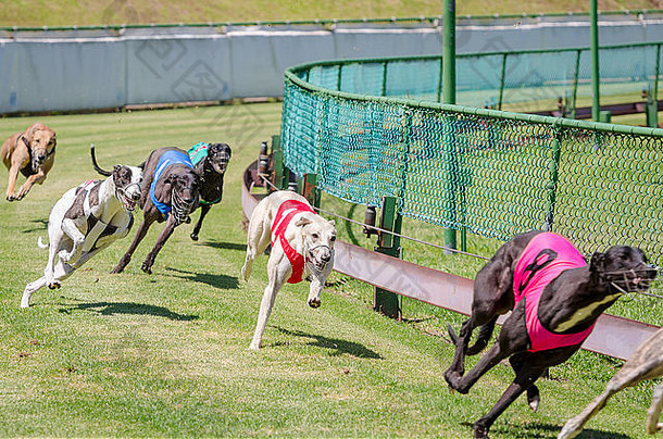 澳大利亚悉尼波茨公园，灰狗在草地上比赛。