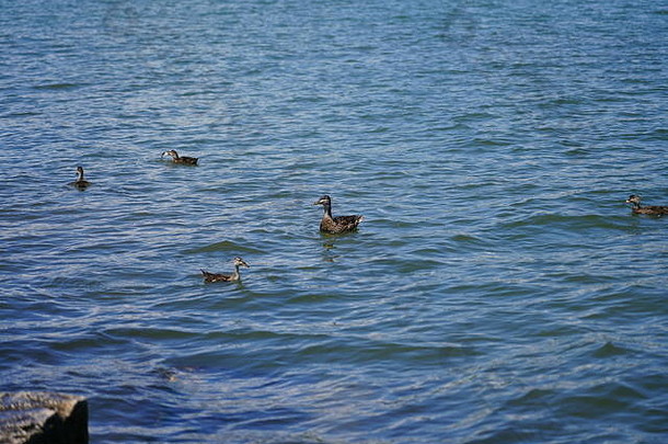 威斯康星州方杜拉克湖边公园，绿头鸭在河里一起游泳