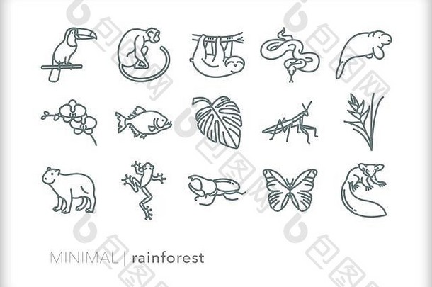 一套15个雨林动物、虫子和植物图标