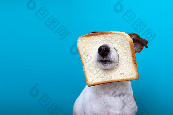 可爱的狗穿片面包头