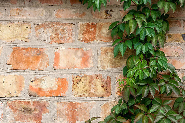 古董砖墙自然花框架野生葡萄墙建筑纹理模式背景秋天金秋天野生游戏