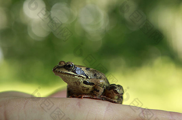 草蛙