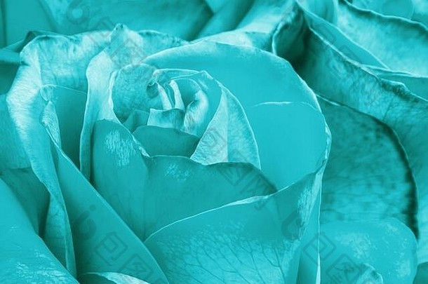 水蓝<strong>薄荷色</strong>玫瑰花为背景。微距镜头