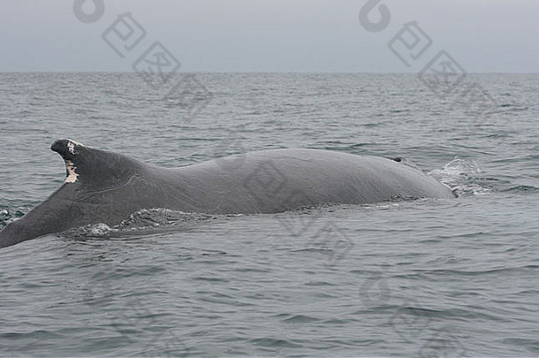 大座头鲸鲸鱼表面太平洋海洋海岸tonsupa厄瓜多尔