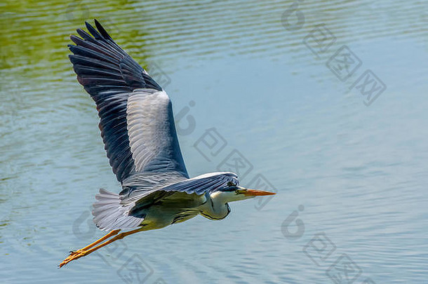 彩色户外野生动物特写摄影图片一只孤立的苍鹭/白鹭在湖面上展翅飞翔