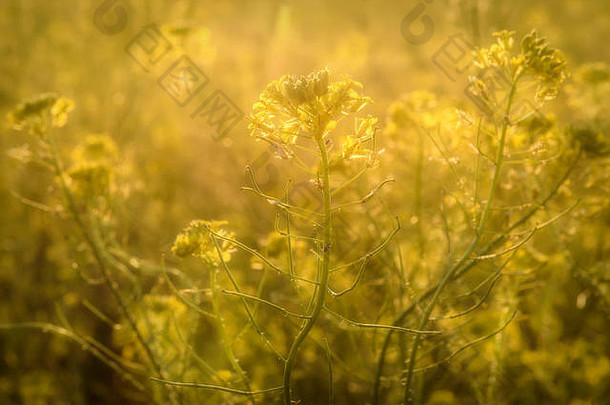 美丽的明亮的花自然背景黄色的野生花油菜花阳光日落