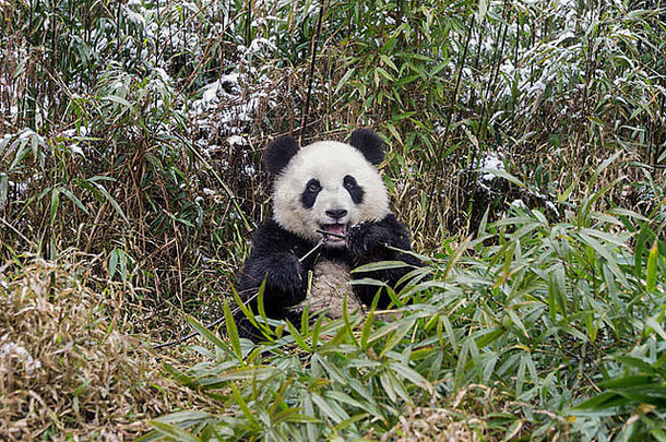 中国四川雅安碧峰峡，雪地里的小熊猫用两只爪子吃竹子