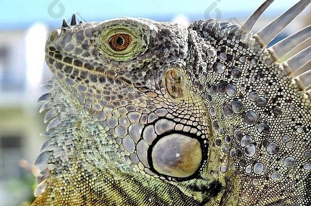 开曼群岛七英里海滩上一只绿色鬣蜥（鬣蜥属鬣蜥）在阳光下晒太阳的特写镜头，它是一种<strong>入侵物种</strong>。