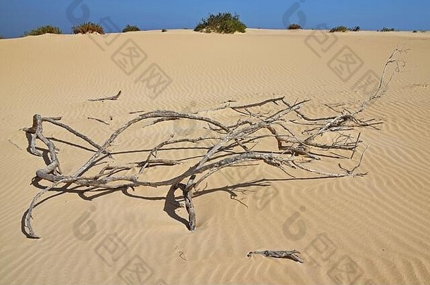 死分支机构树强大的阴影变形沙子沙丘绿色灌木地平线蓝色的天空Corralejo自然公园Fuerteventura