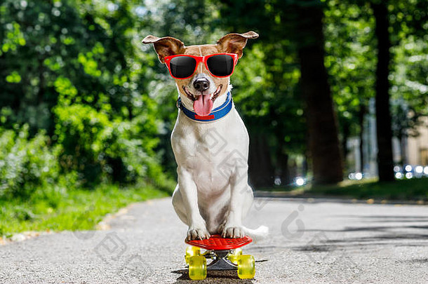 杰克·拉塞尔梗狗作为一名滑冰运动员，在暑假里戴着太阳镜，骑着滑板
