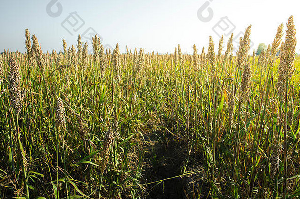 田地里的谷子种植园。成捆的小米种子。小米农场。高粱田。其他名称包括杜拉、埃及小米、费特里塔、几内亚柯尔