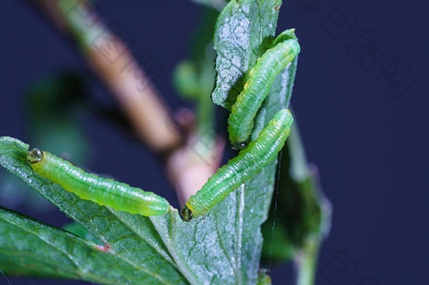 三只小醋栗叶蜂（Nematus leucotrochus）幼虫吞食醋栗叶的特写镜头。一种贪婪的害虫，它们能使植物失去叶子