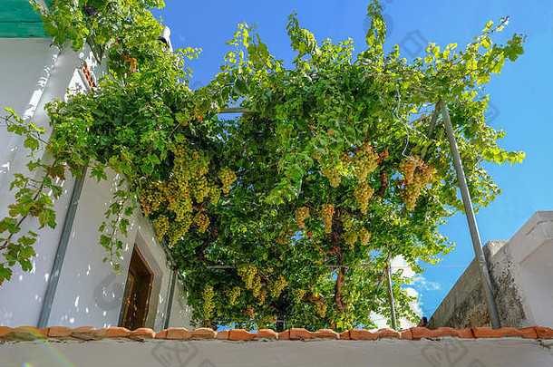 希腊阳台上准备收割的一串串成熟葡萄。拍摄于十月一个晴朗的日子。