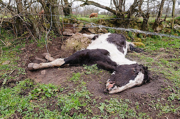 纽顿修道院，北爱尔兰，英国，2012年3月21日-在纽顿修道院发现死亡和营养不良的马
