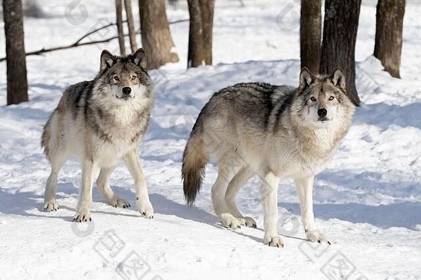 木材狼或灰狼犬狼疮，在白色背景下孤立，木材<strong>狼群</strong>站在加拿大的雪地里
