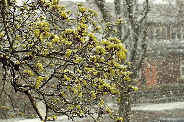 春雪中盛开的枫树