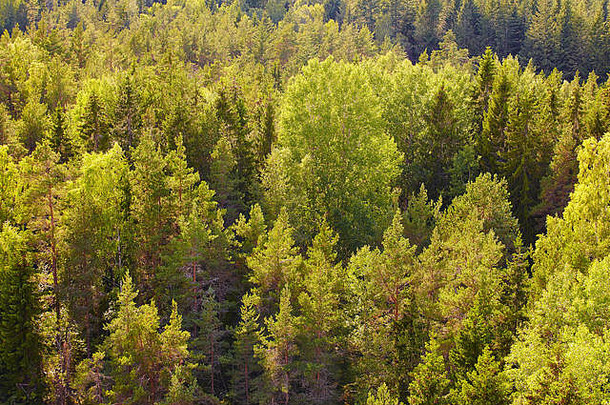日落时芬兰的松林。自然背景。水平的