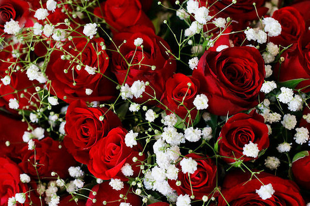天然深红色红宝石玫瑰，白色小花浪漫背景。特写纹理。情人节快乐，婚礼快乐，爱情快乐，生日快乐