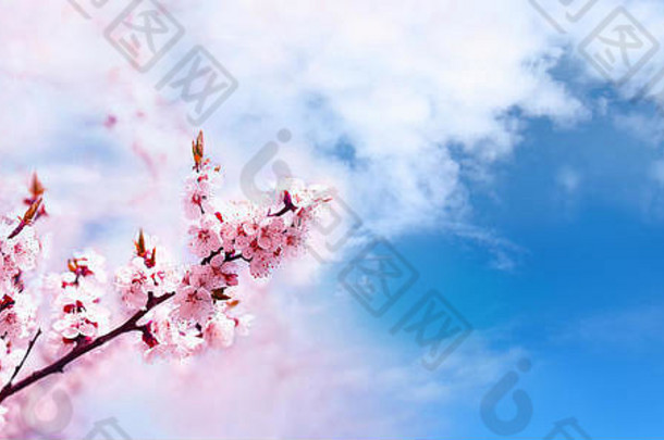 樱桃粉红色的花朵分支关闭盛开的樱桃树春天花背景蓝色的天空背景的地方文本全景格式