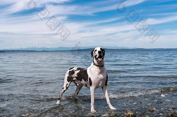 英俊的丑角伟大的戴恩狗站岩石太平洋西北海滩纤细的云蓝色的下午天空