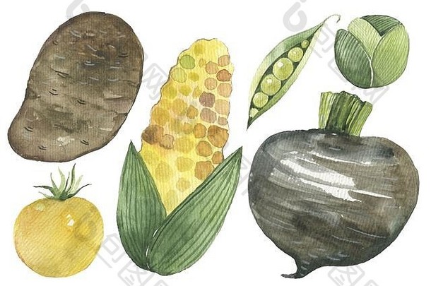 白色背景上的蔬菜插图