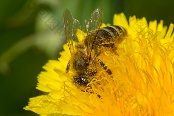 蜜蜂黄色的花收集花蜜