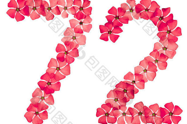 数字72，72，取自长春花的天然红花，在白色背景上分离