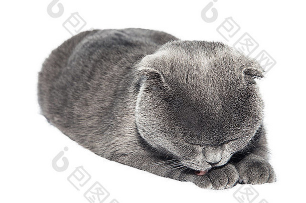 猫褶苏格兰滑稽孤立灰色